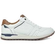 Sneakers Kangaroos -