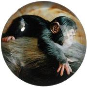 Tableaux, toiles Out Of The Blue Petit magnet en verre rond Singe